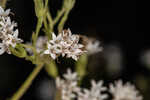 Hammock snakeroot